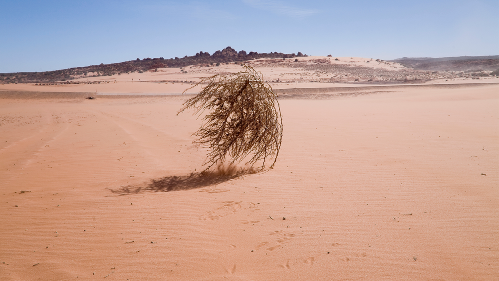 Silent No More: Empowering Yourself to Conquer Tumbleweed Moments post image